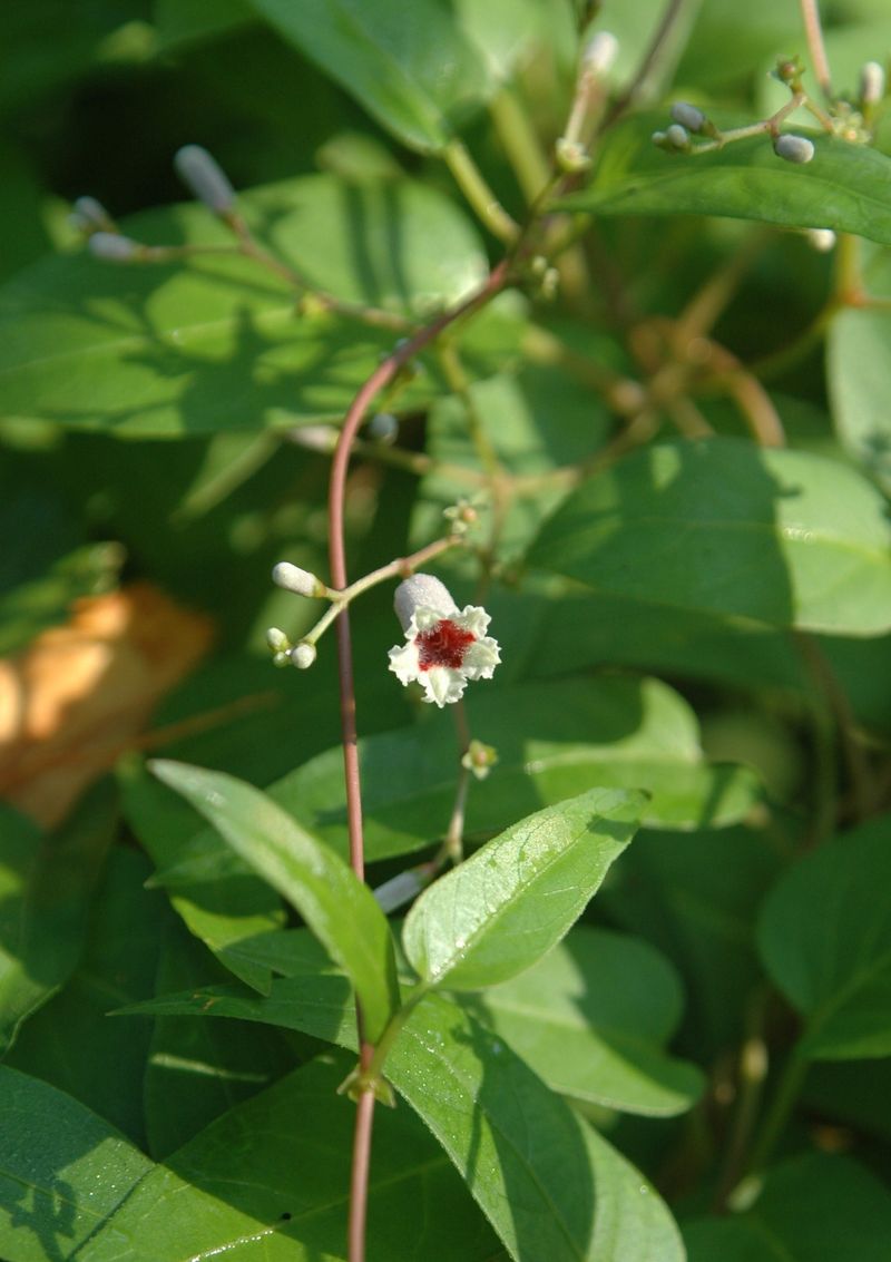 First, Make Sure You Are Dealing With Skunk Vine