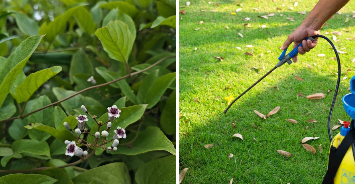 skunk vine herbicide spraying