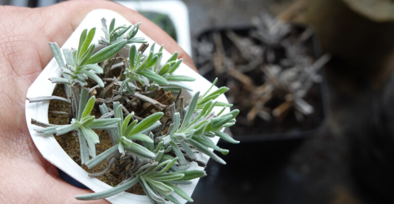 lavender cuttings in the soil