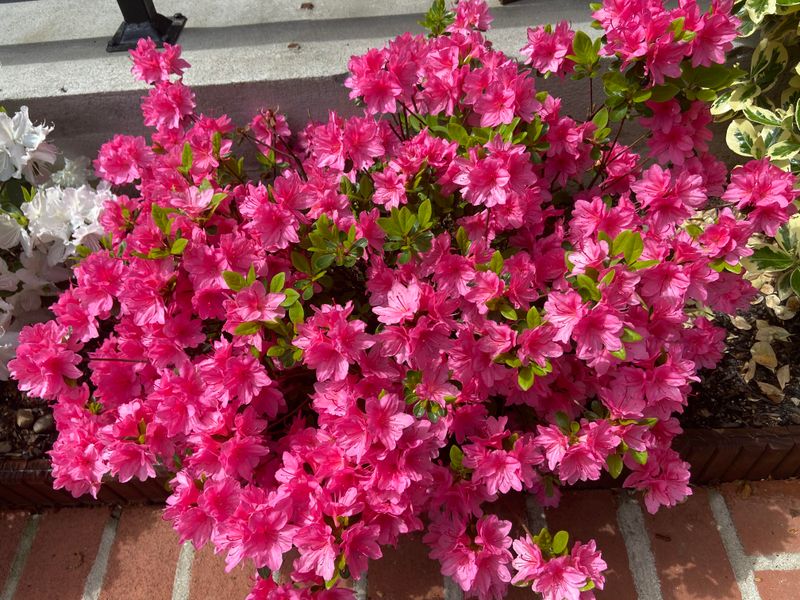 Fertilizing Too Early Before The First Bloom Cycle Ends