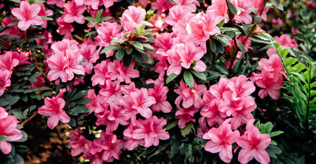 Spring Azaleas This Is The Biggest Mistake Georgia Gardeners Make With Azaleas In Spring