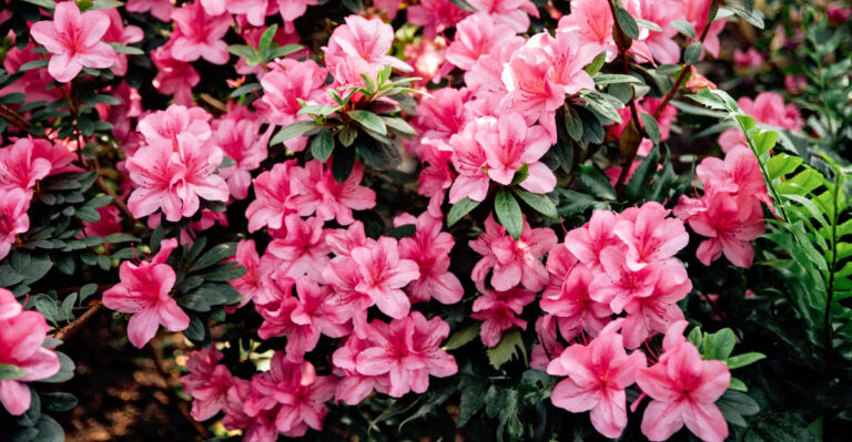 Azaleas (featured image)