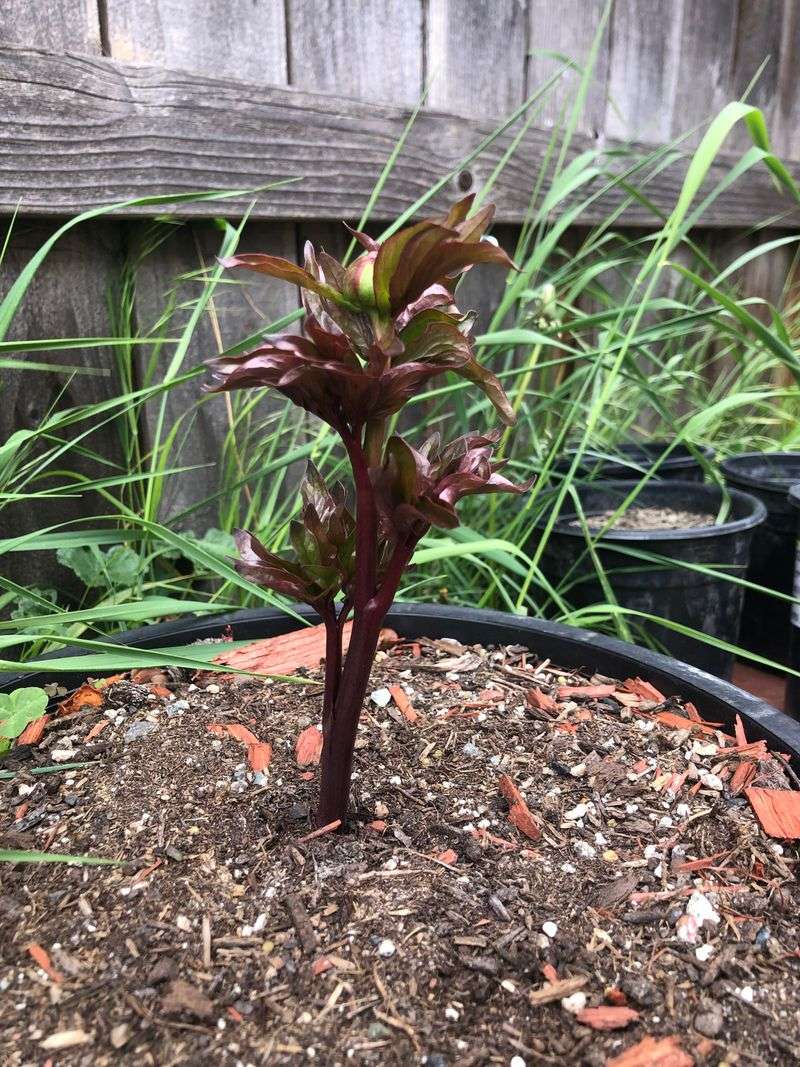 Planting Peonies Too Deep Prevents Spring Blooms