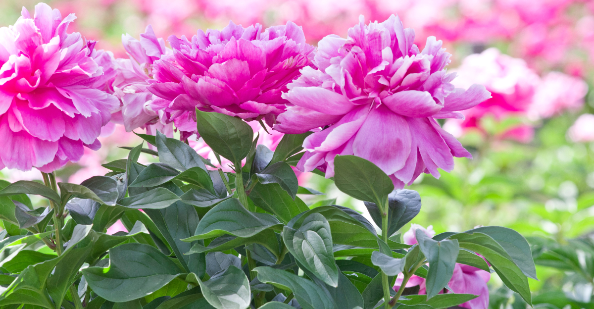 Peonies (featured image)
