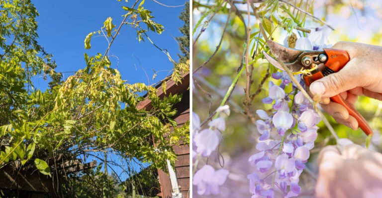 This Is The Biggest Mistake Georgia Gardeners Make With Wisteria In Spring