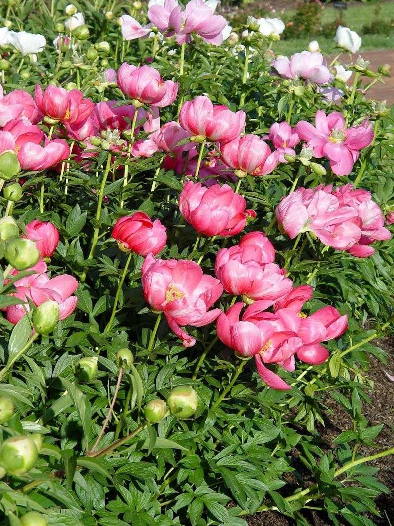 Why Planting Depth Matters More Than You Think