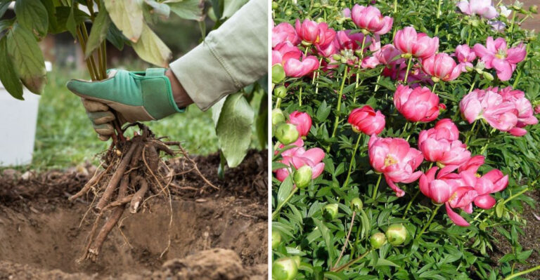 This Is The Biggest Mistake Pennsylvania Gardeners Make With Peonies In Spring