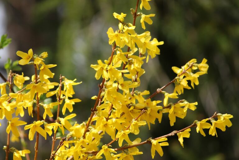 forsythia
