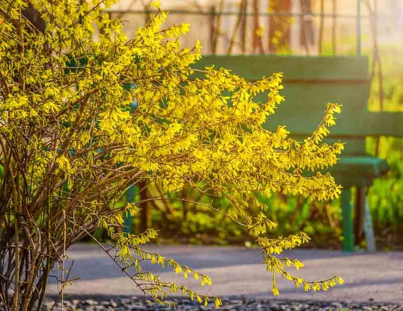 Why Forsythia Is So Easy To Recognize