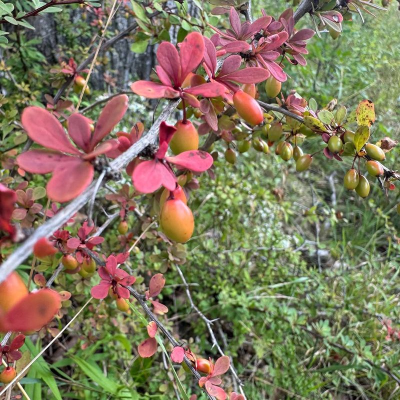 Why Japanese Barberry Is Such A Problem In Pennsylvania Gardens