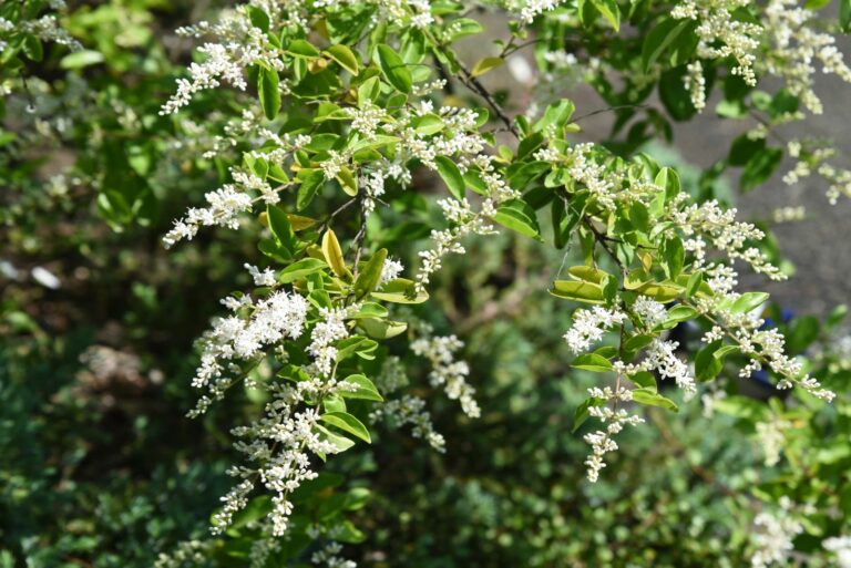 chinese privet