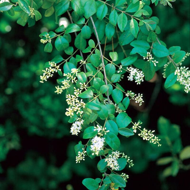 Why Chinese Privet Is Such A Problem In Texas Gardens