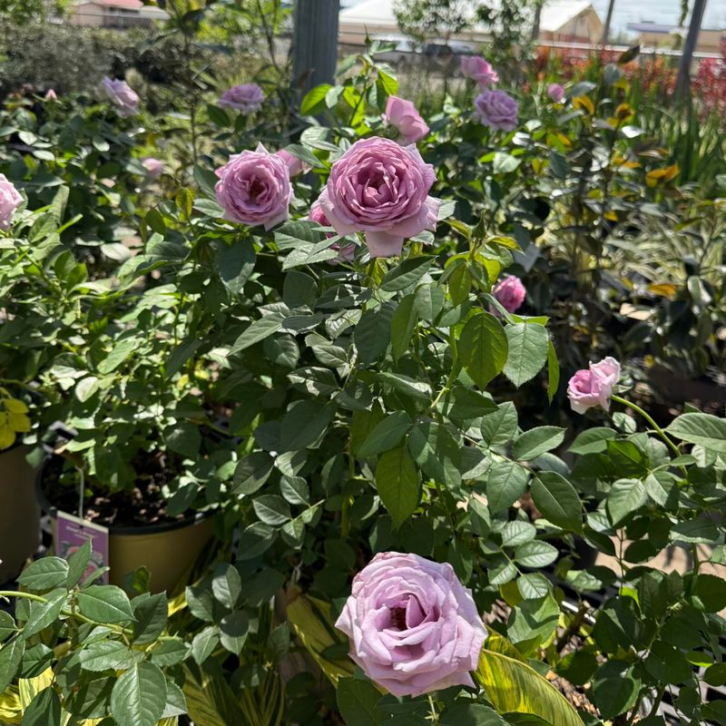 A Strong Spring Feeding