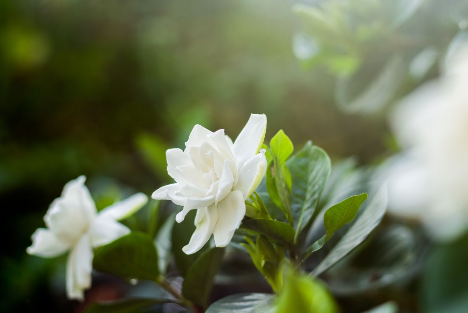gardenia