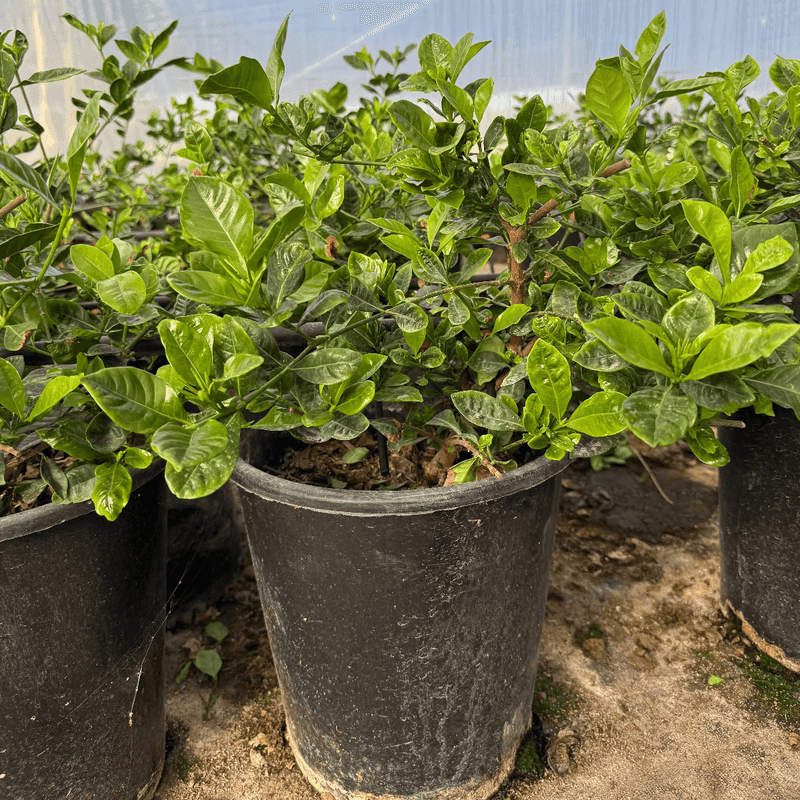 Acidic Soil (Right PH Early On)