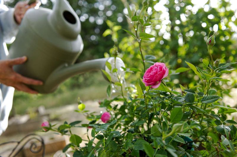 Texas Roses Need Deep, Consistent Watering