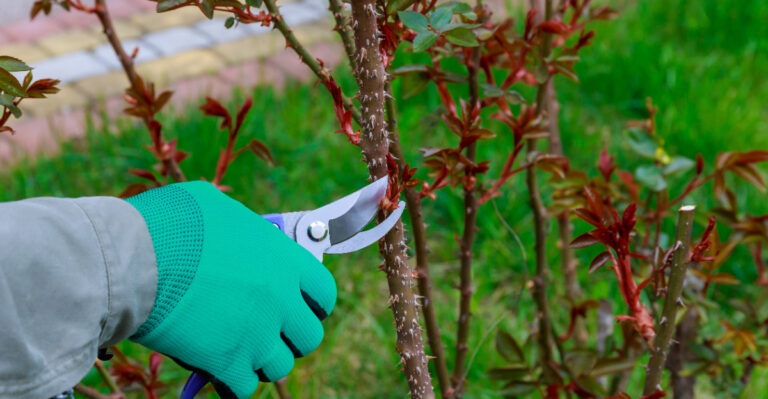 prune roses