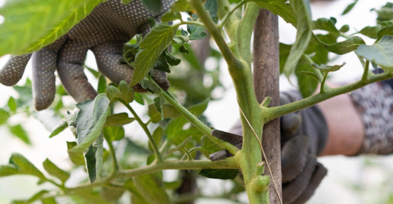 tomato pruning