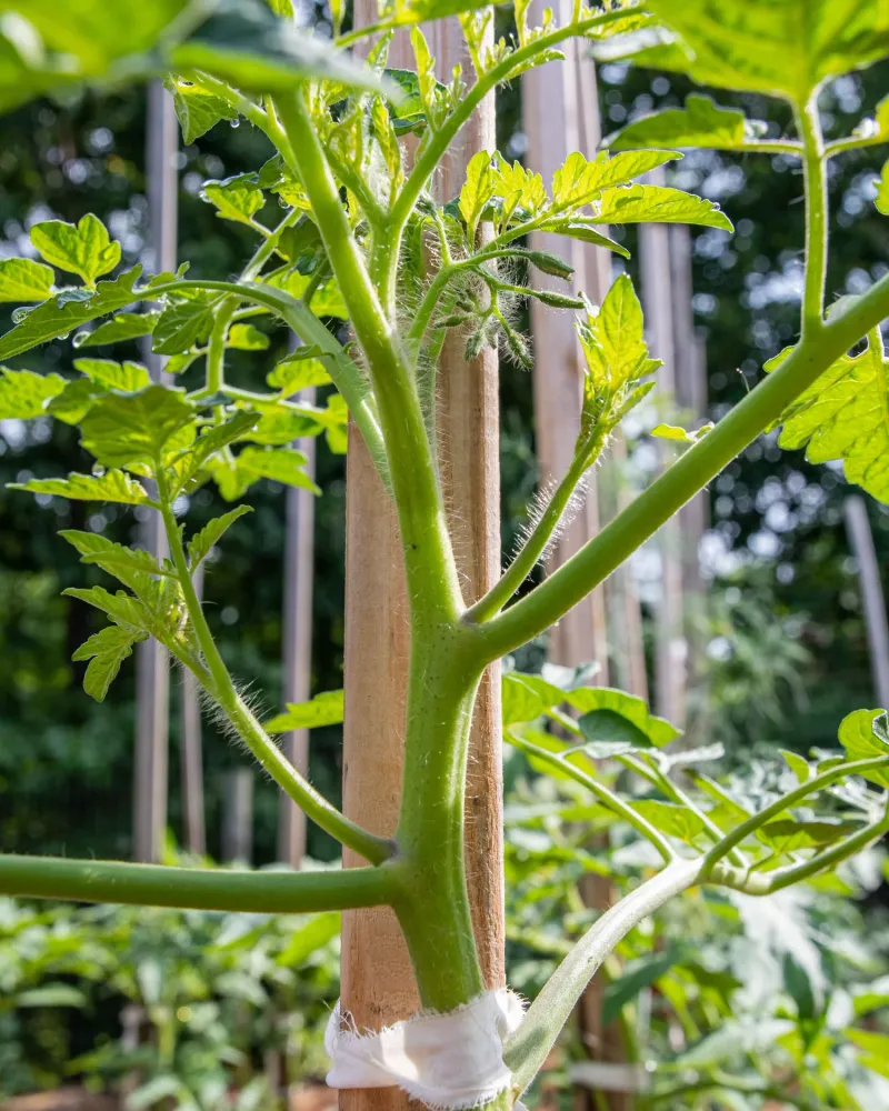 Stop Heavy Pruning Once Florida Heat Starts Winning