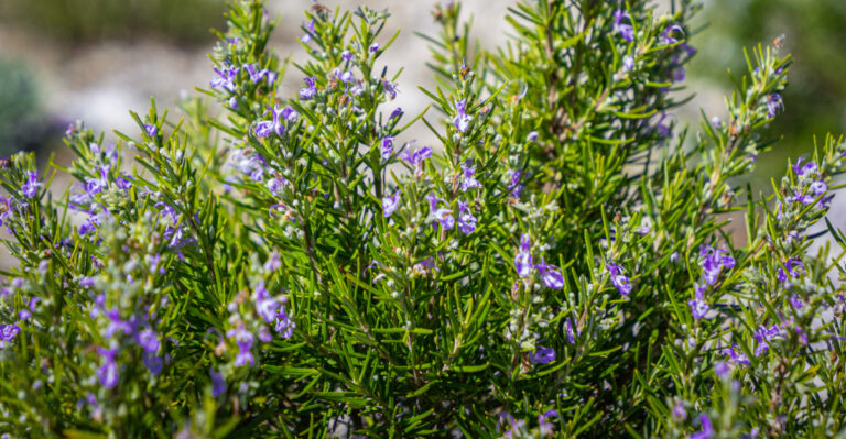 rosemary (featured image)