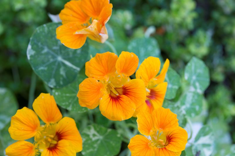 Grow Nasturtiums For Color That Looks Effortless
