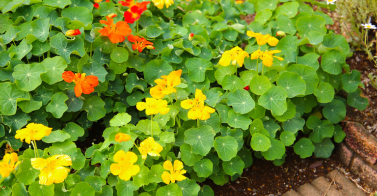 nasturtium