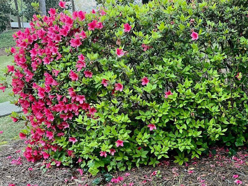 Too Much Shade Is Quietly Limiting Flower Buds