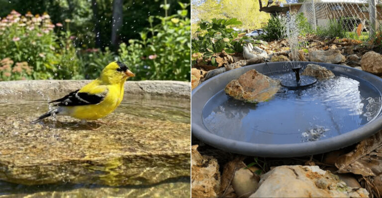 This Is Why Oregon Gardeners Should Add Rocks To Birdbaths