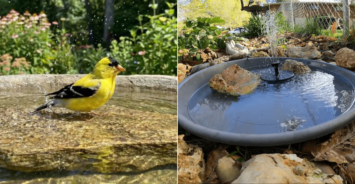 This Is Why Oregon Gardeners Should Add Rocks To Birdbaths