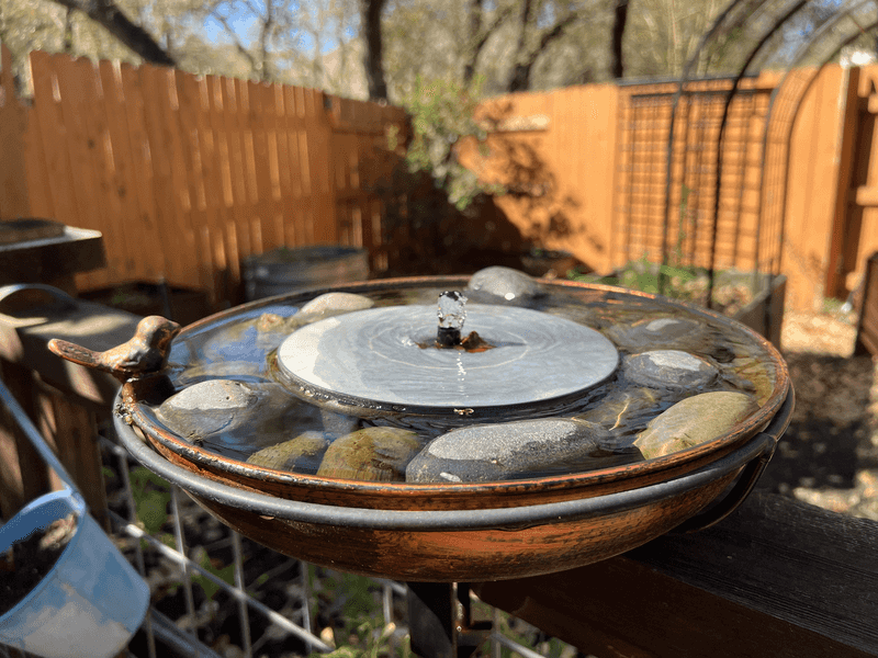 Safe Perches For Small Birds