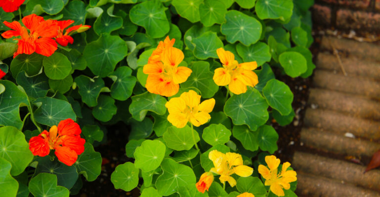 This Is Why You Should Grow Nasturtiums In Oregon