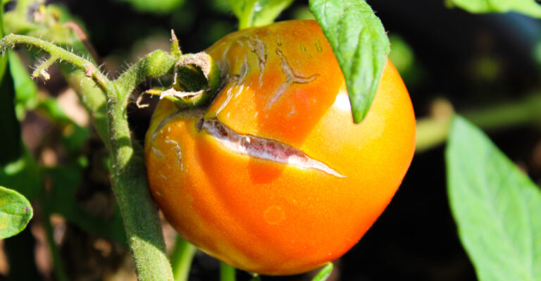 tomato splitting