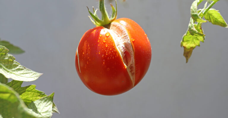 tomatoes (featured image)