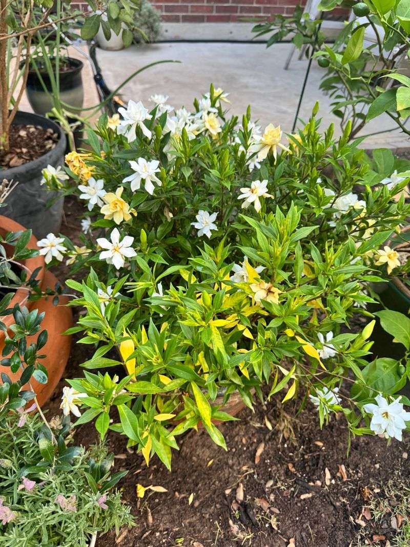 When Texas Heat Pushes Gardenias Too Hard