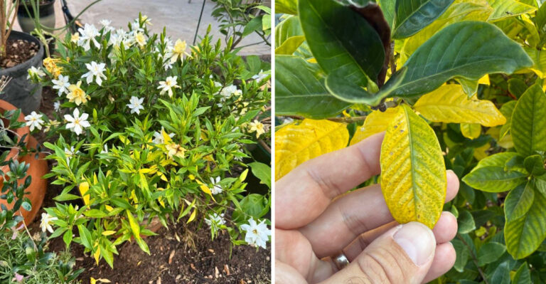 This Is Why Your Texas Gardenias Drop Leaves Every Summer