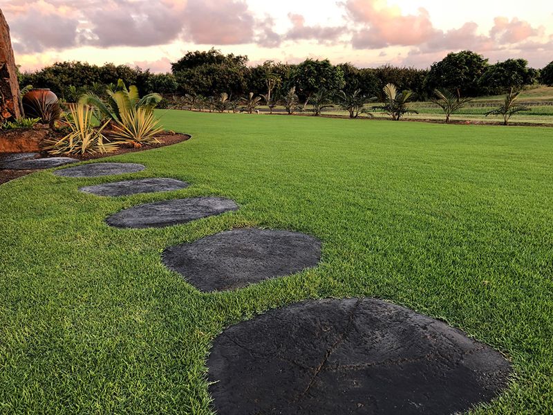 UF IFAS Does Not Recommend It For Typical Home Lawns