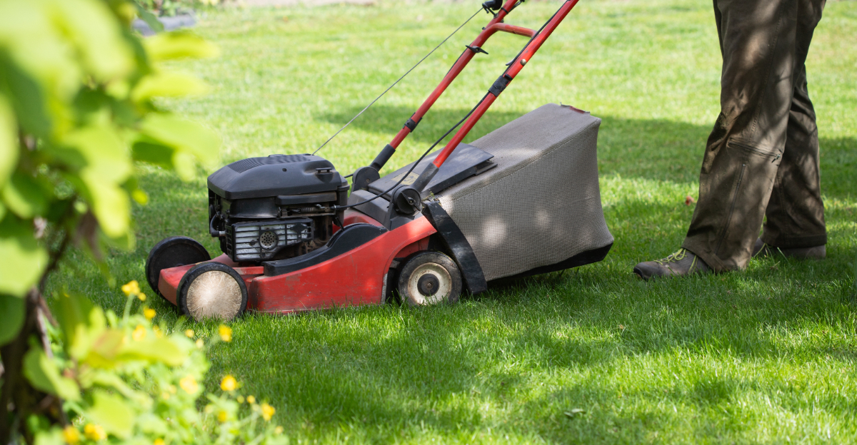 lawn (featured image)