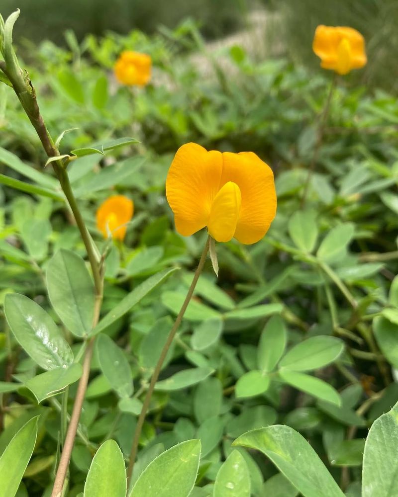 Perennial Peanut Is Quietly Taking Over Florida Front Yards