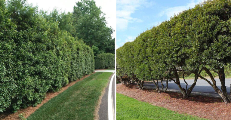 wax myrtle hedge