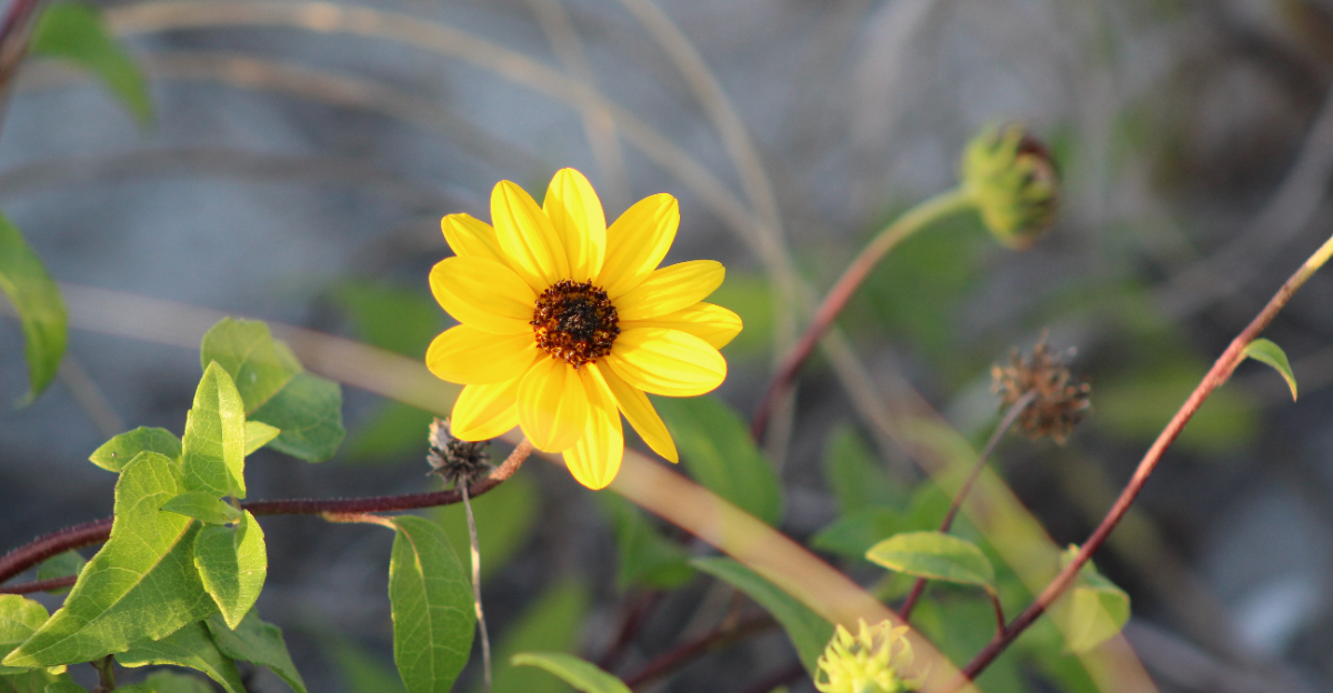 beach sunflower