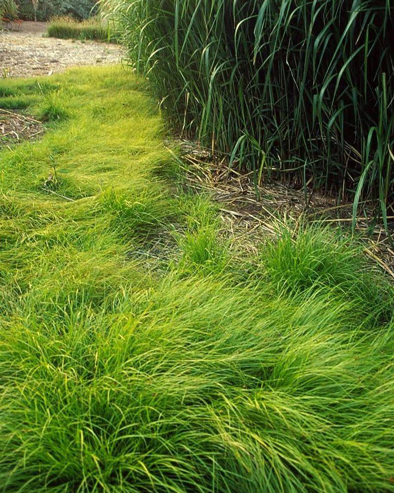 It Cuts Down On The Constant Lawn Fuss