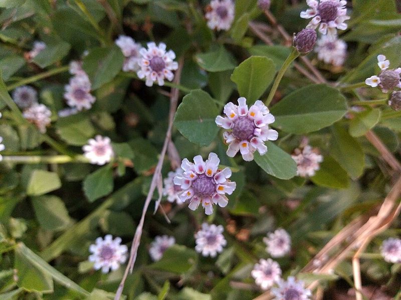 Frogfruit Starts Showing Up More In Arizona Front Yards