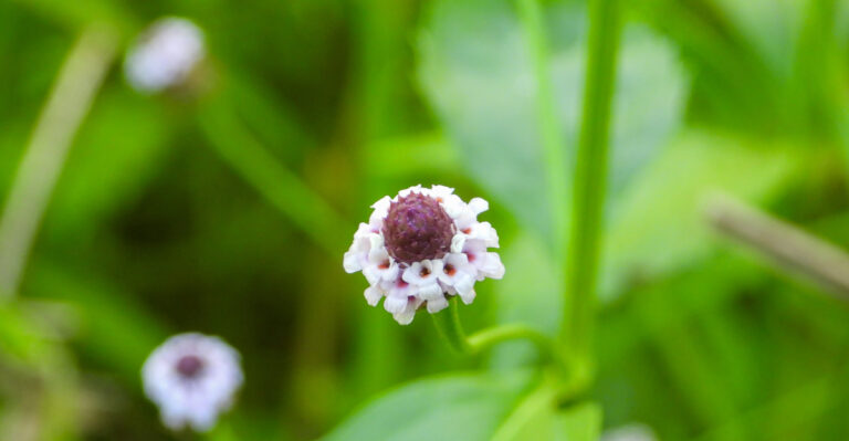 plant (featured image)