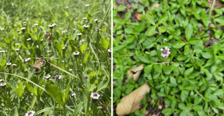 This Native Groundcover Is Replacing Grass In Georgia Front Yards