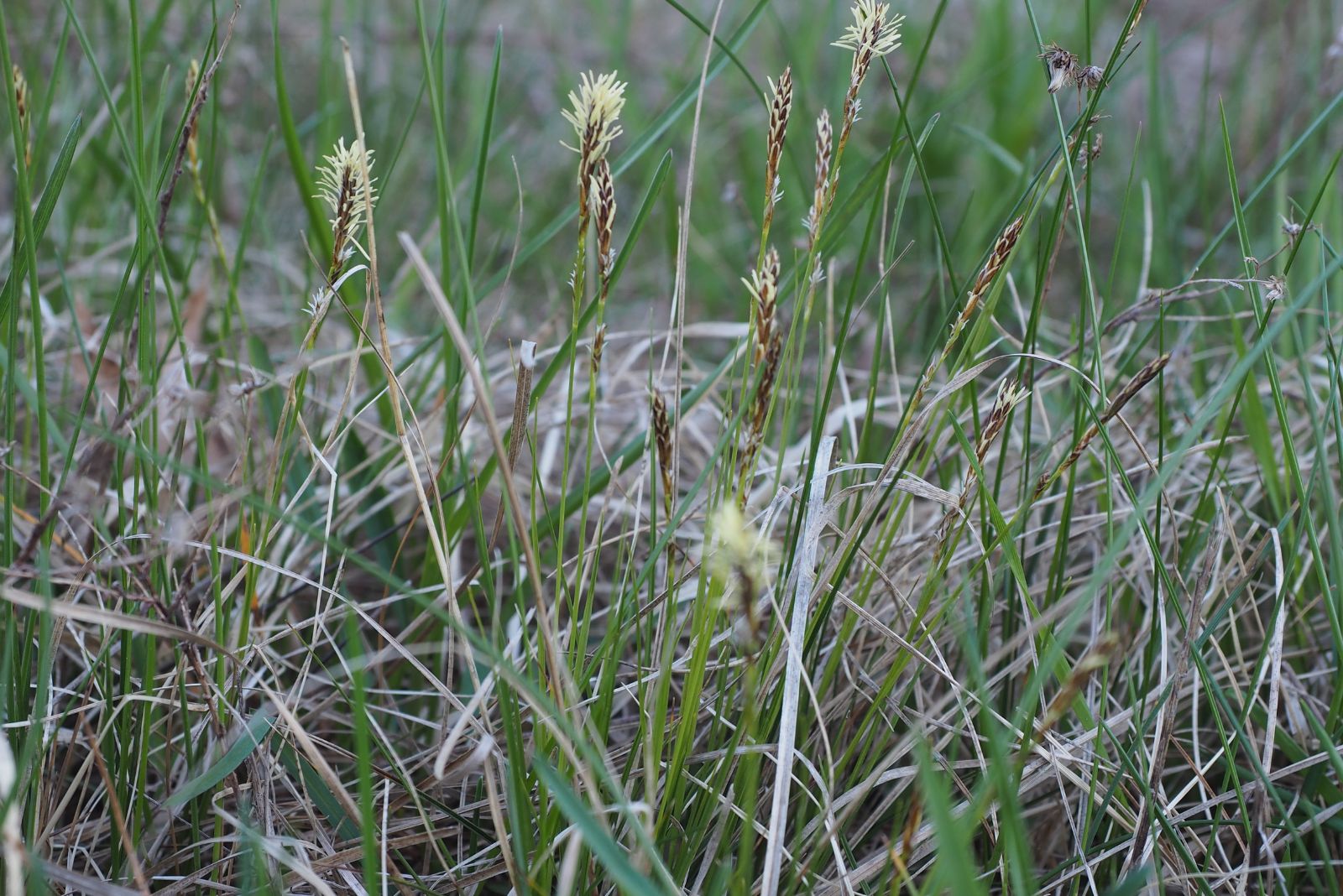 pennsylvania sedge