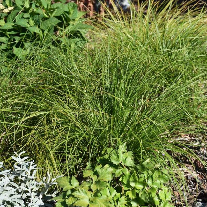 Pennsylvania Sedge, The Native Groundcover Replacing Grass