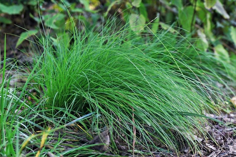 Pennsylvania Sedge Is The Grass Swap More Ohio Yards Need