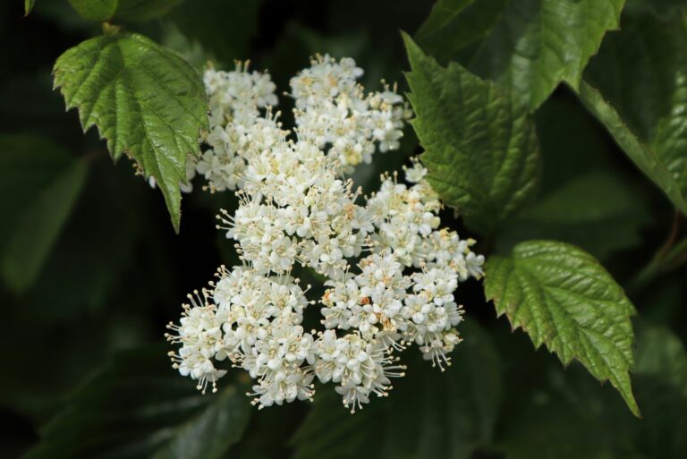 arrowwood viburnum