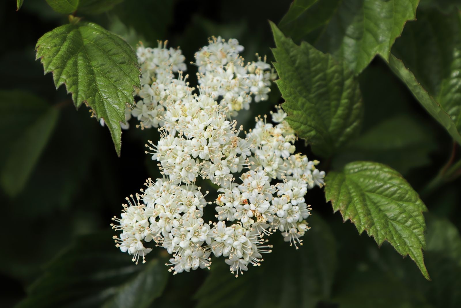 arrowwood viburnum