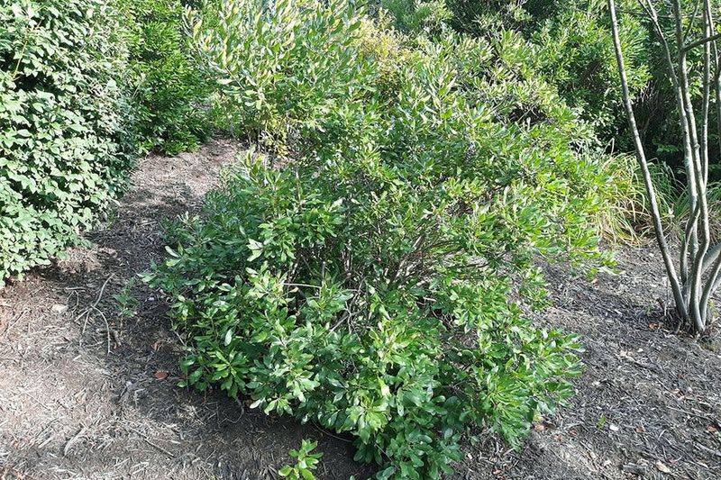 Why Northern Bayberry Is Replacing Traditional Hedges In Pennsylvania